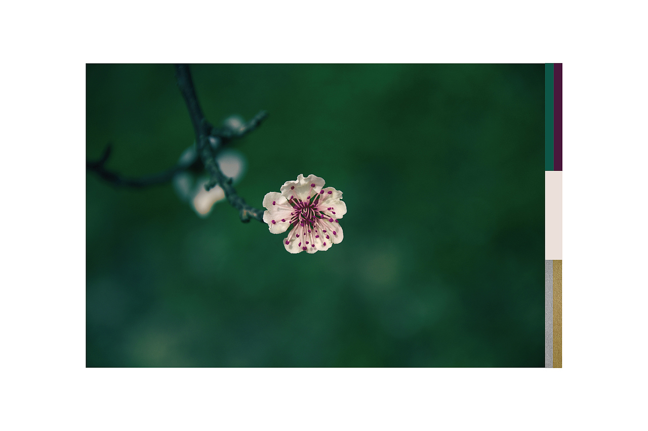 蜥奎设计∴ 南峤