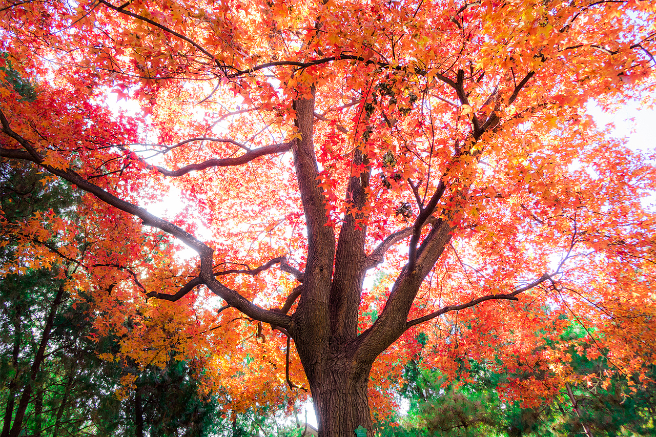 枫（图ZNjM1NTUyNTY=） - 风光摄影 - 站酷设计师TGMVIDEO影像厂牌原创素材 - 站酷ZCOOL