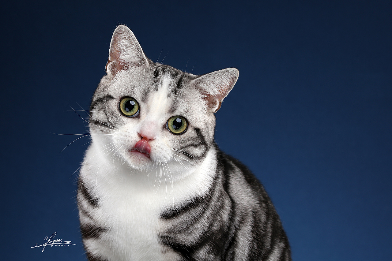 美国短毛猫|摄影|宠物摄影|AMYWORKS赛猫摄影 - 原创作品 - 站酷 (ZCOOL)