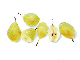 Procreate夏日清新水果——梨子🍐