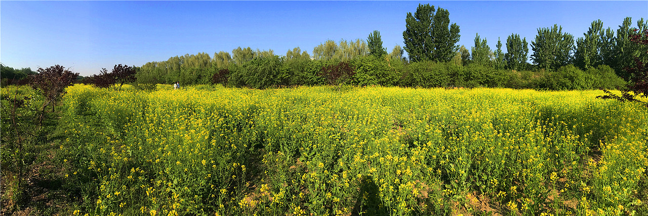 刘勇良手机纪实摄影:菜花香蜜蜂忙
