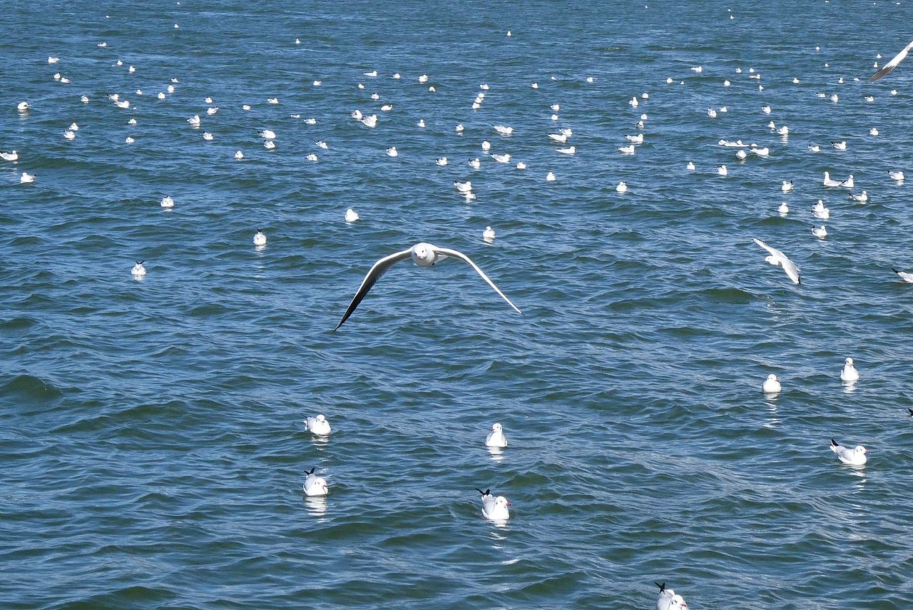 洱海上的海鸥们