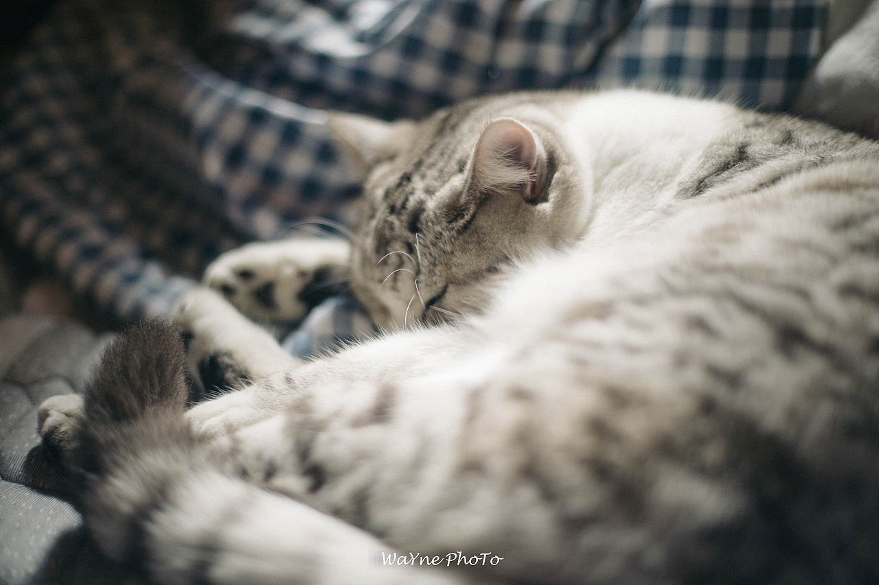 这两个小家伙在我家打打闹闹的日常