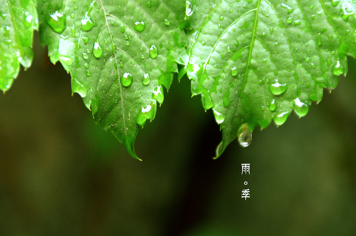 原创作品:雨季