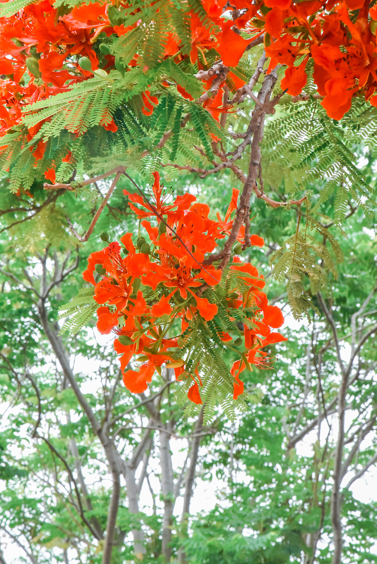 凤凰花,花开两季,一季缘起,一起缘灭!