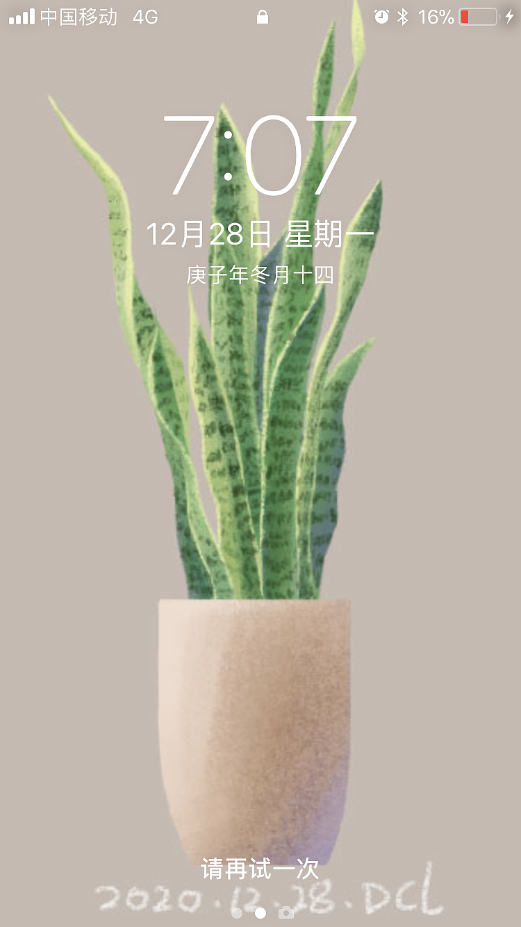 绿植《金边虎尾兰》