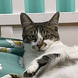 球球是只猫cat的头像
