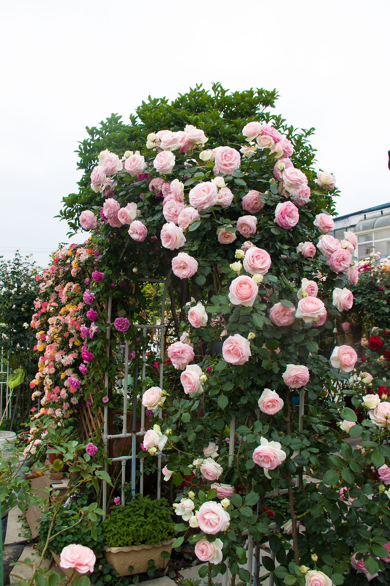 最美私家花园：月季花开的季节，可盐可甜！（图ZMjA4NTQ1OTY4） - 产品摄影 - 站酷设计师静水流深1206原创素材 - 站酷ZCOOL