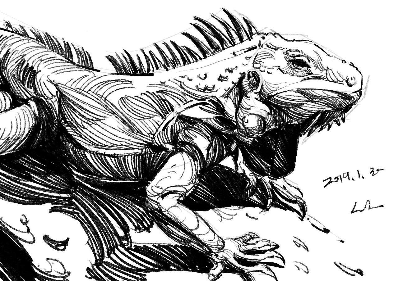 2019年1月速写选（图ZMTQzNzM4Mzc2） - 绘画 - 站酷设计师半岛酒徒原创素材 - 站酷ZCOOL