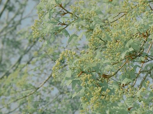 白绿婚礼 — Mojito