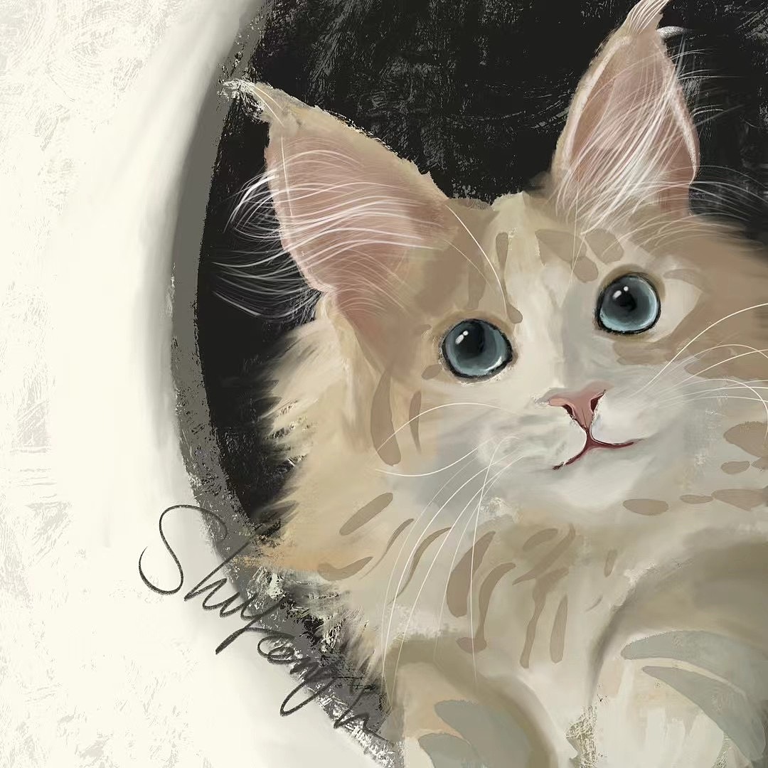缅因猫猫