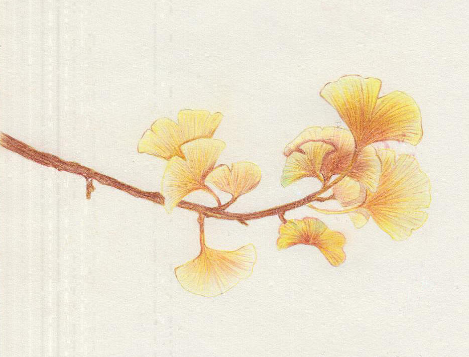 银杏|纯艺术|绘画|xingfuzhangge_原创作品-站酷zcool