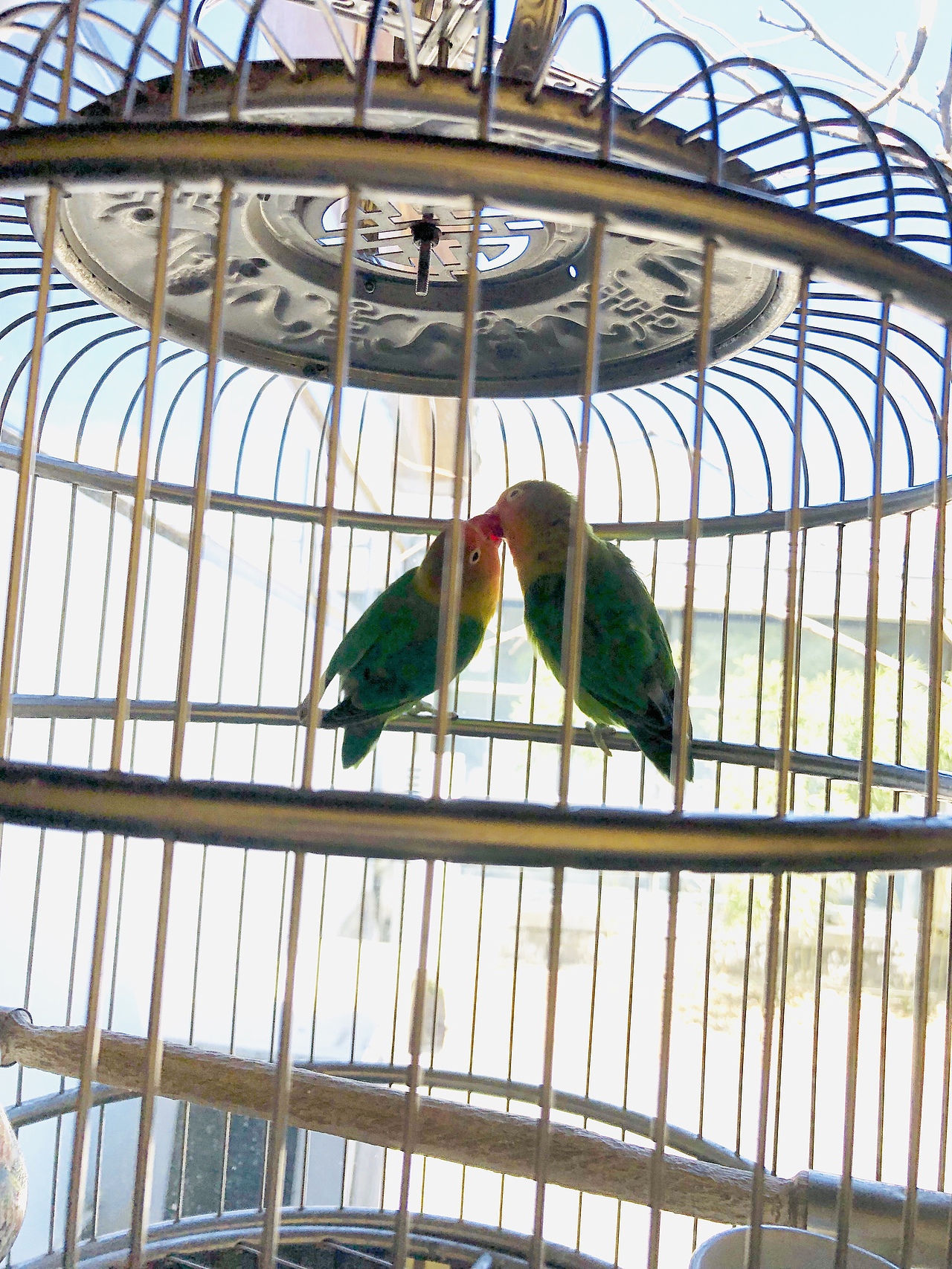 小鸟的爱情（图ZMTY4OTkzOTk2） - 宠物摄影 - 站酷设计师Missroc原创素材 - 站酷ZCOOL