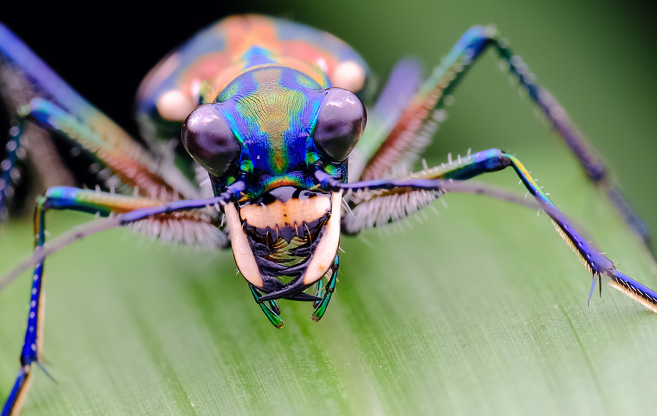 方寸之间-奇幻无穷-微距摄影的魅力（图ZMTU5NjAwNDI0） - 风光摄影 - 站酷设计师瓜哥微距摄影原创素材 - 站酷ZCOOL