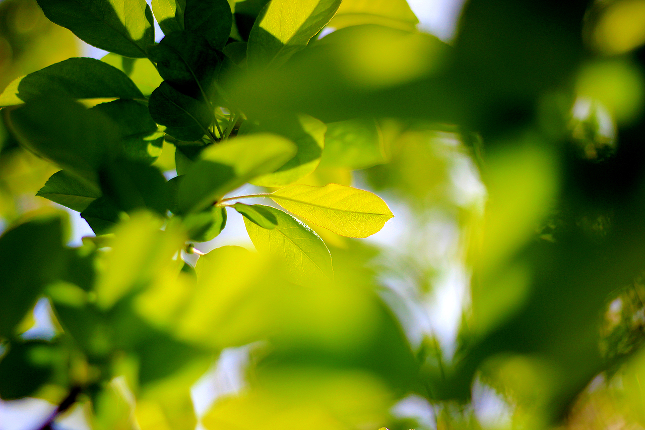 那年花正好山地车还在