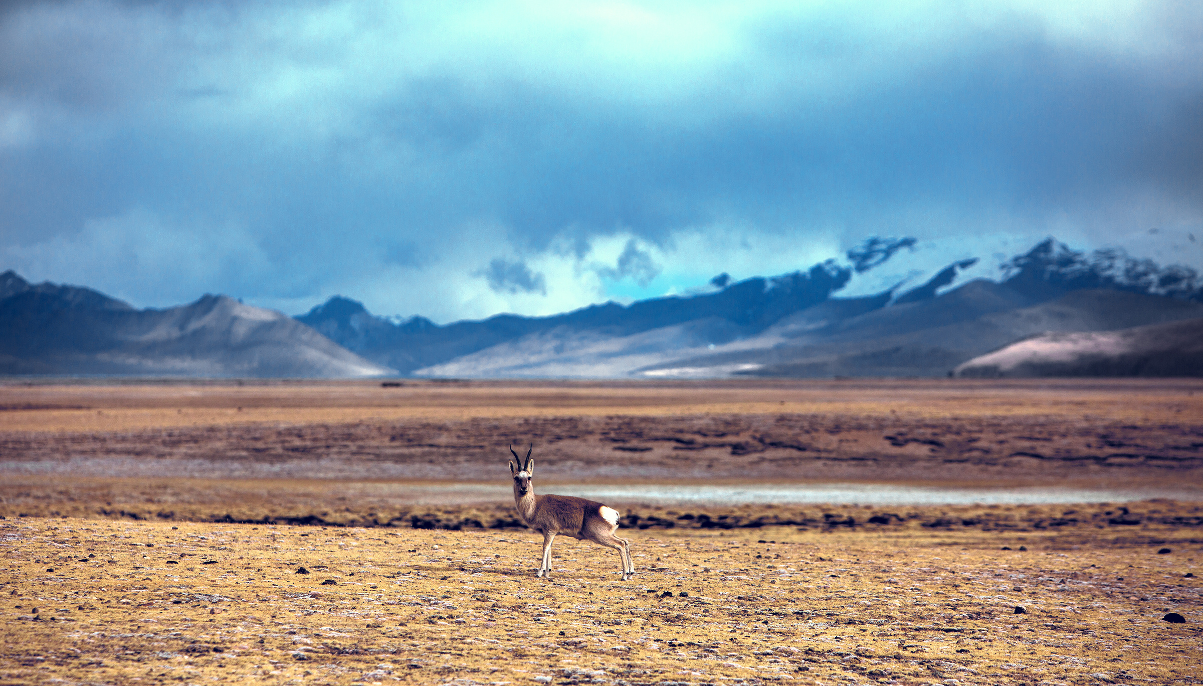 野生动物二三事——西藏山南无人区的藏源羚