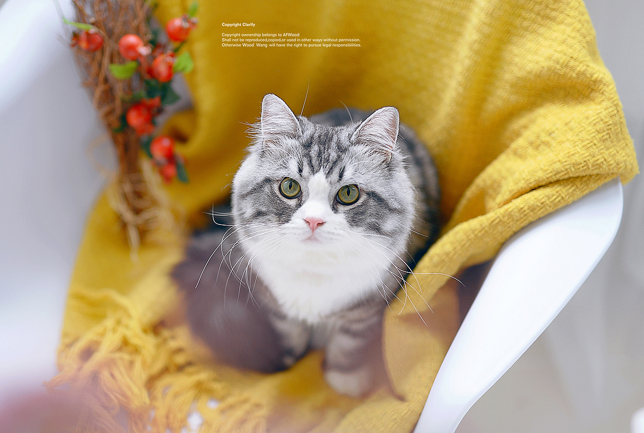 猫父子新生活（图ZODk0OTMyMDg=） - 宠物摄影 - 站酷设计师AF木头先生原创素材 - 站酷ZCOOL