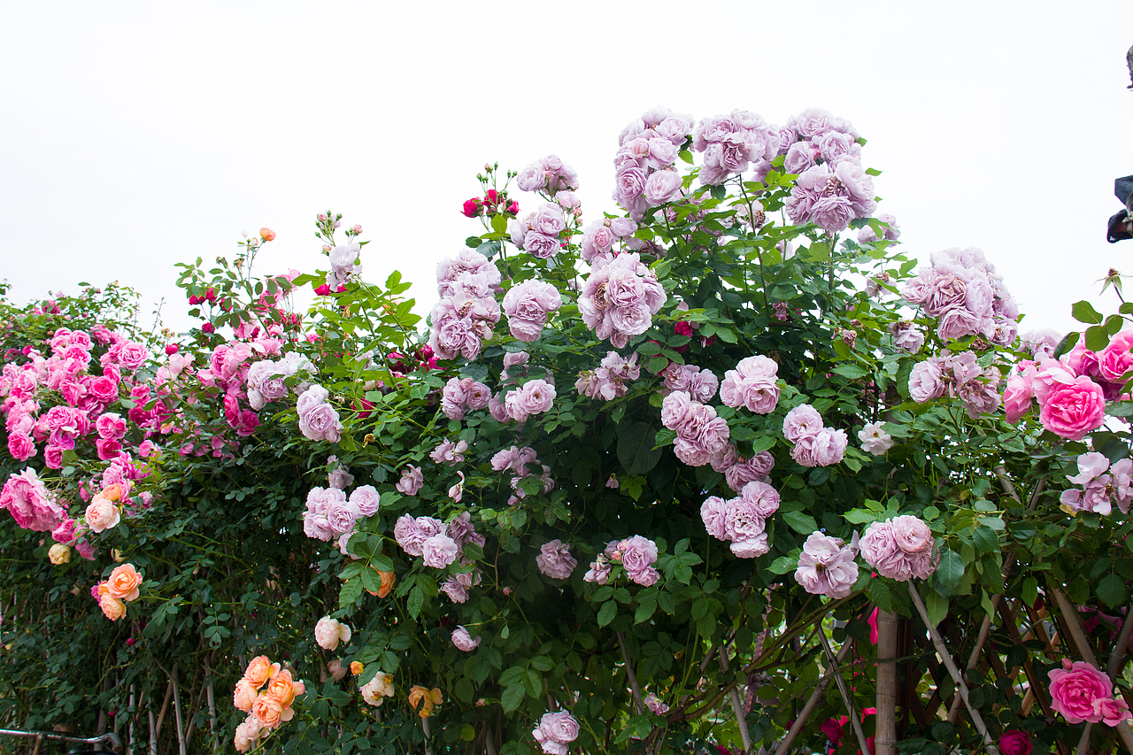 最美私家花园：月季花开的季节，可盐可甜！（图ZMjA4NTQ1OTcy） - 产品摄影 - 站酷设计师静水流深1206原创素材 - 站酷ZCOOL