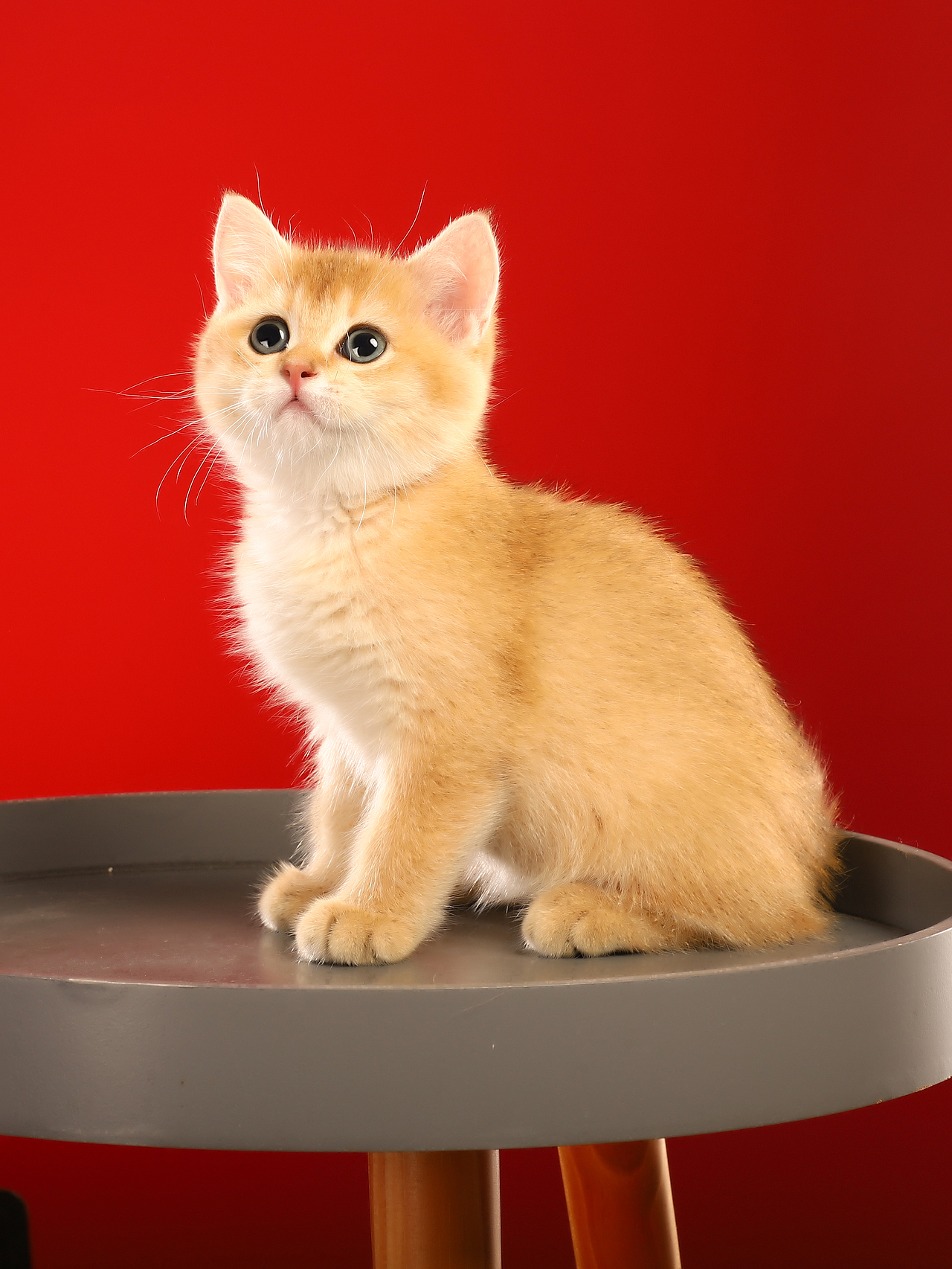 宠物摄影布灯技巧 猫咪拍摄课程狗狗猫咪怎么拍摄拍照