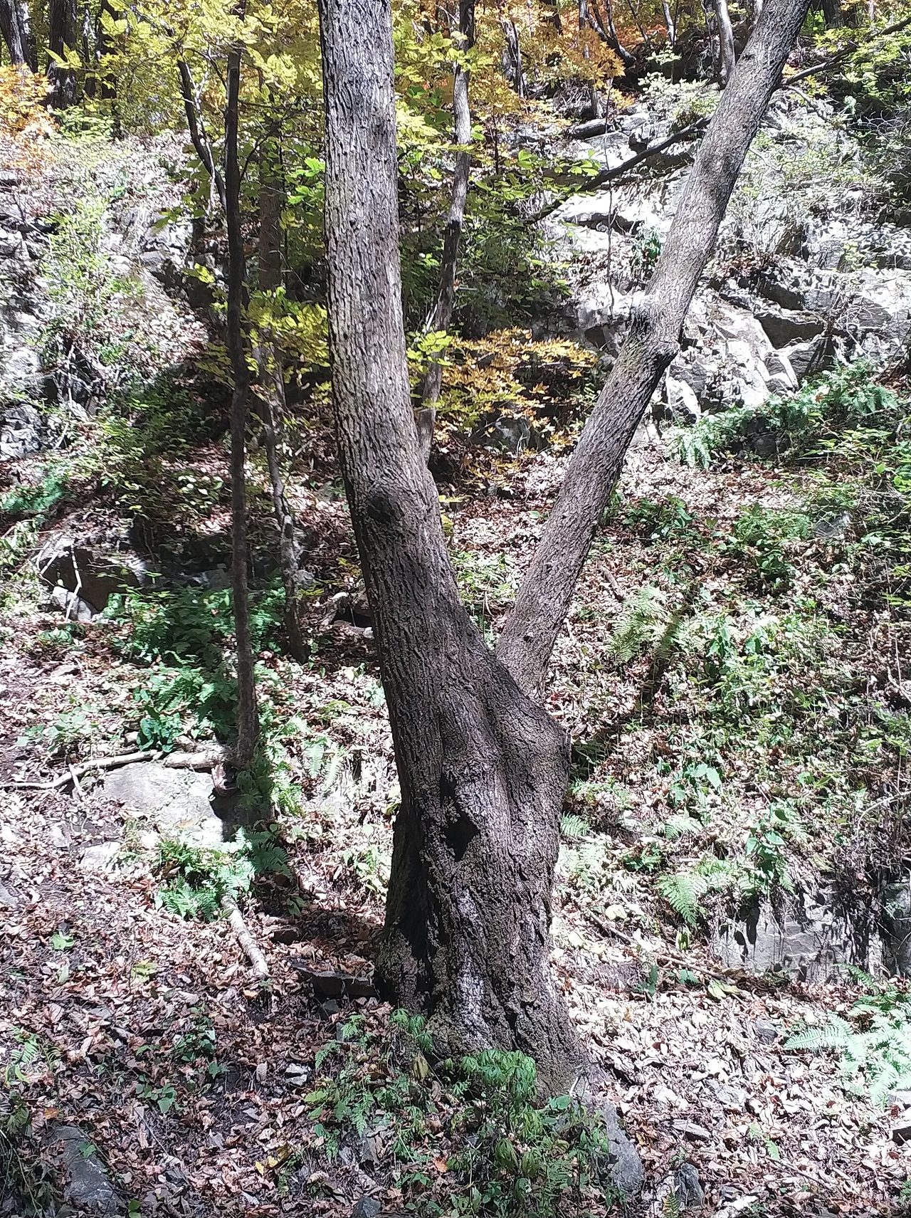 摄影 · 《绿石谷》