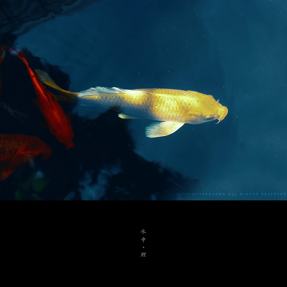   摄影 > 水中 ·鲤