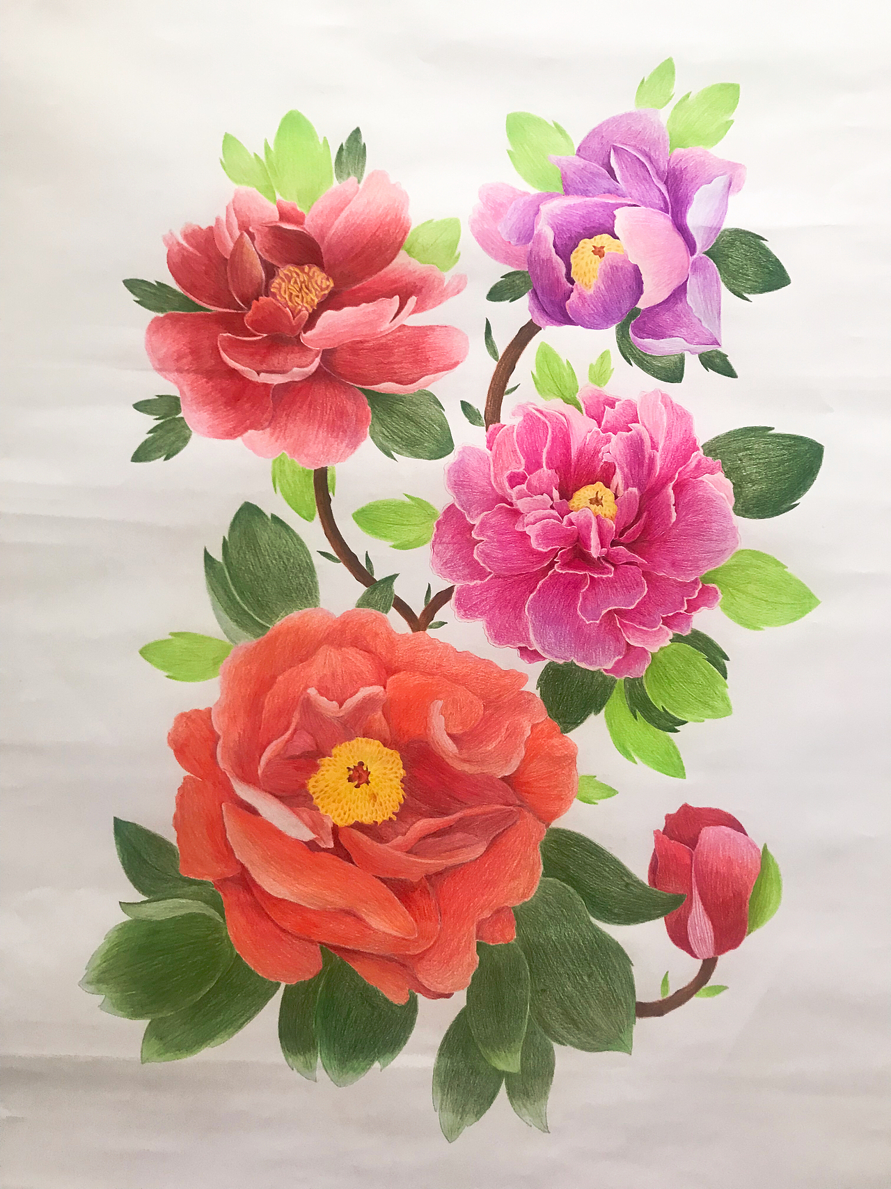 彩铅画 牡丹|纯艺术|绘画|wtymoon_原创作品-站酷zcool