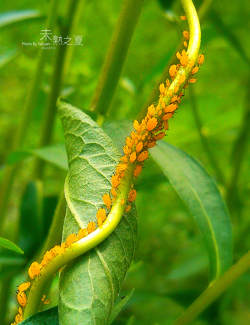 【手机拍摄习作】