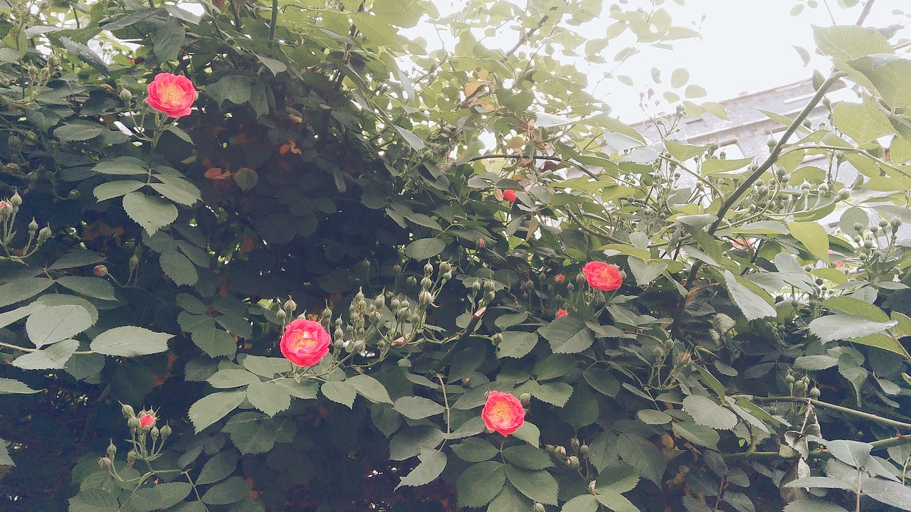 生活中的小美好（圖ZMTEyOTA5NTg4） - 人文/紀(jì)實(shí)攝影 - 站酷設(shè)計(jì)師青挽原創(chuàng)素材 - 站酷ZCOOL