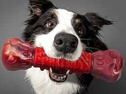 狗玩具主图合成