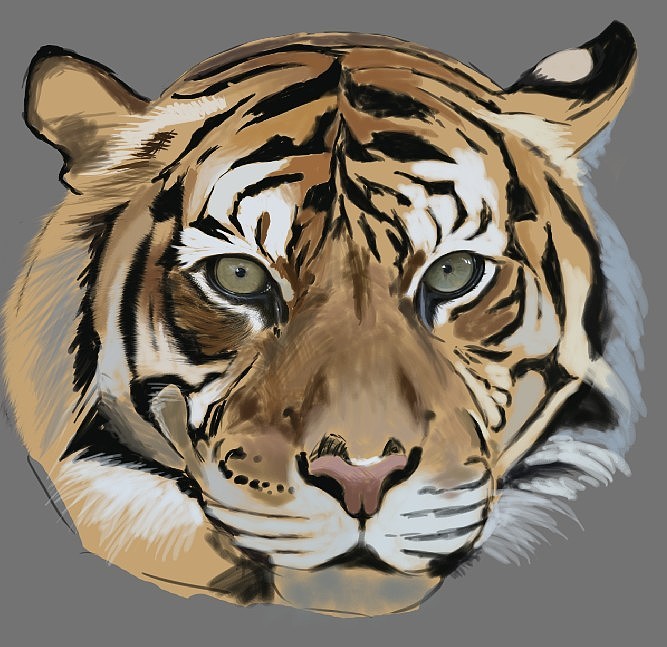 Tiger(图ZMTEyOTIwOTY=) - 创作习作 - 站酷设计师SW伯爵原创素材 - 站酷ZCOOL
