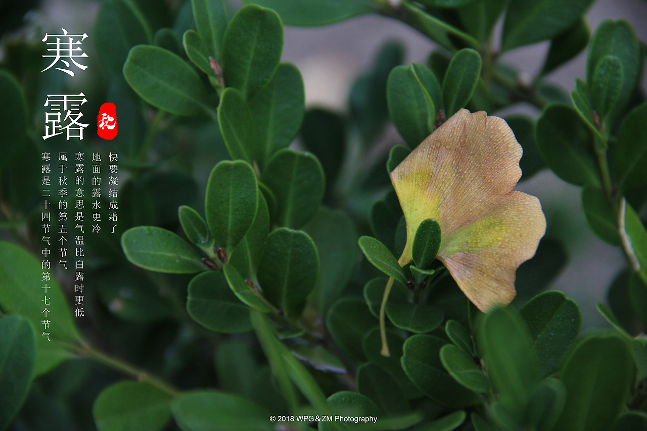 《 寒露 》