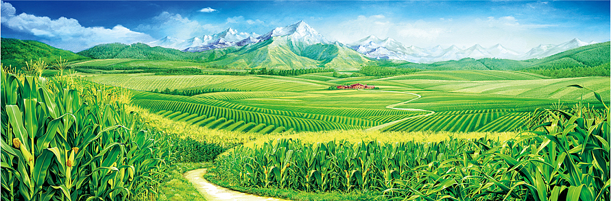 黄金穗悦 那头的玉米香