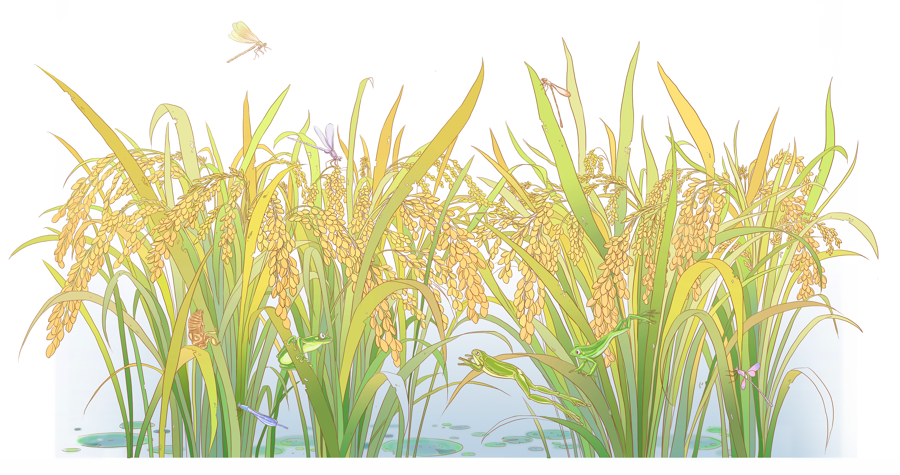 大米包装插画丰收年