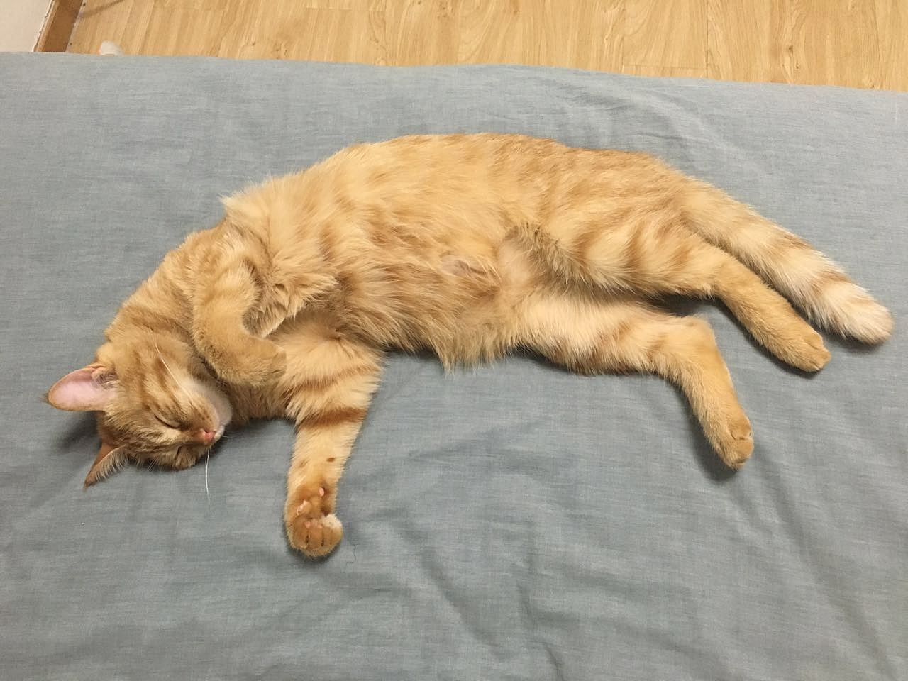 菜刀眼黄豆芽的日常（图ZODEwMzcyNjA=） - 宠物摄影 - 站酷设计师violasean原创素材 - 站酷ZCOOL