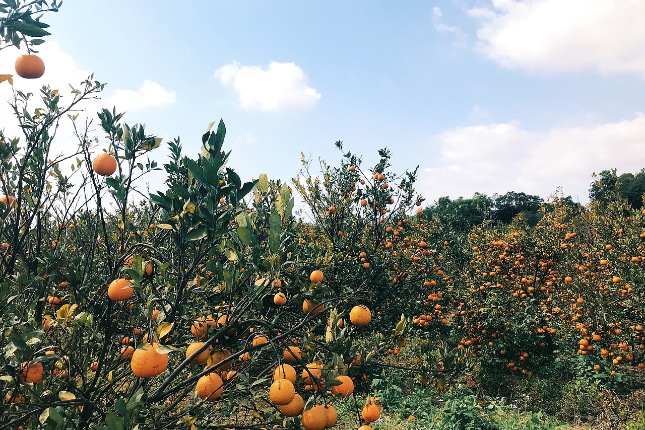 逛橘子园|其他|其他|树懒先生520_原创作品-站酷(zcool)