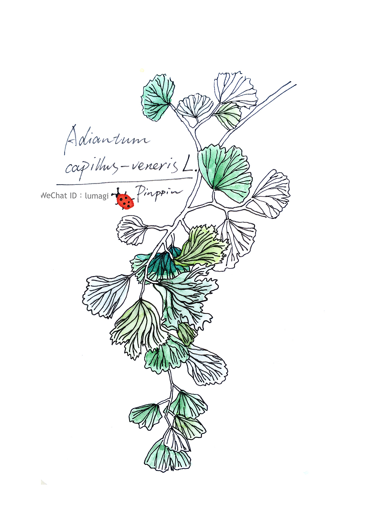 蕨类植物 插画1