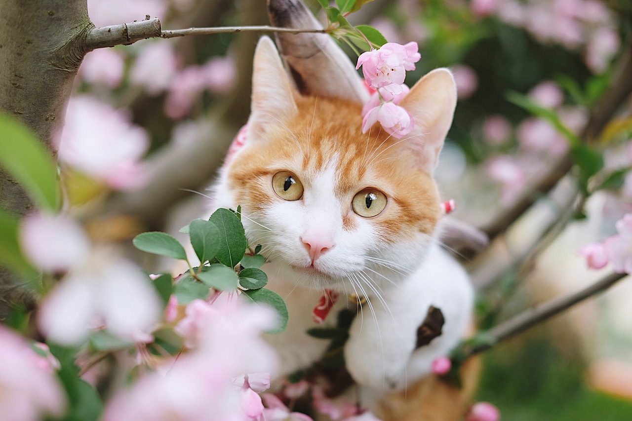 宠物摄影/春游踏青去啦~