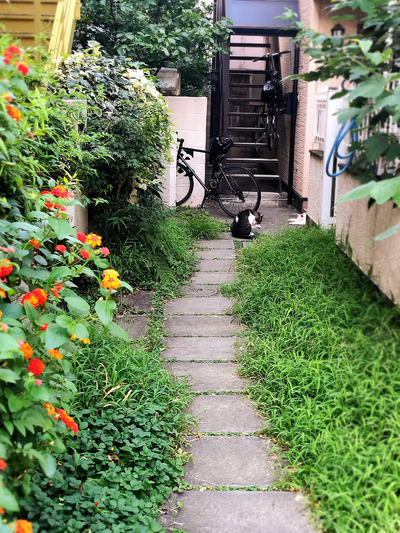 🐱🐱东京行迹