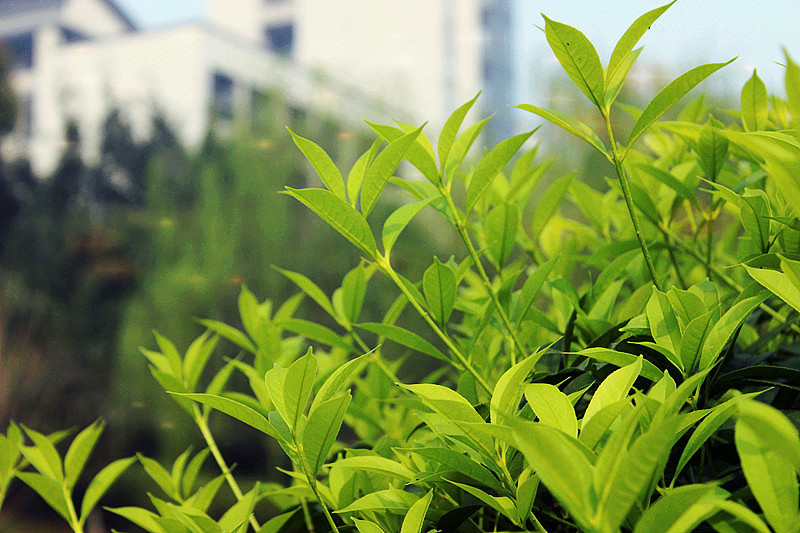 皇家理工摄影大赛参赛作品