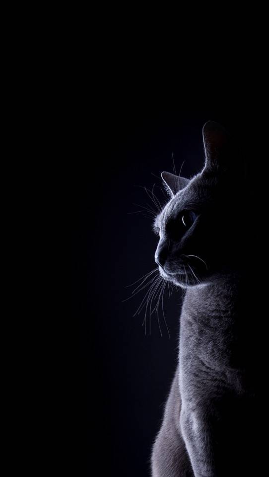 大大怪叔署的個人主頁（背景預覽） - 主頁背景設置 - 站酷設計師大大怪叔署原創(chuàng)素材 - 站酷ZCOOL