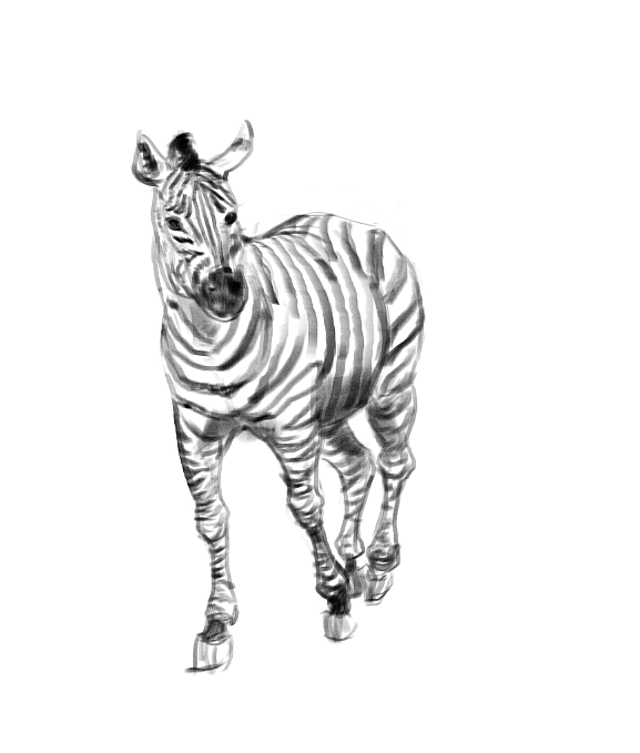 地铁上练习（动物篇）（图ZMTQ4MTk0NzQ4） - 创作习作 - 站酷设计师S肚子爱画画D原创素材 - 站酷ZCOOL