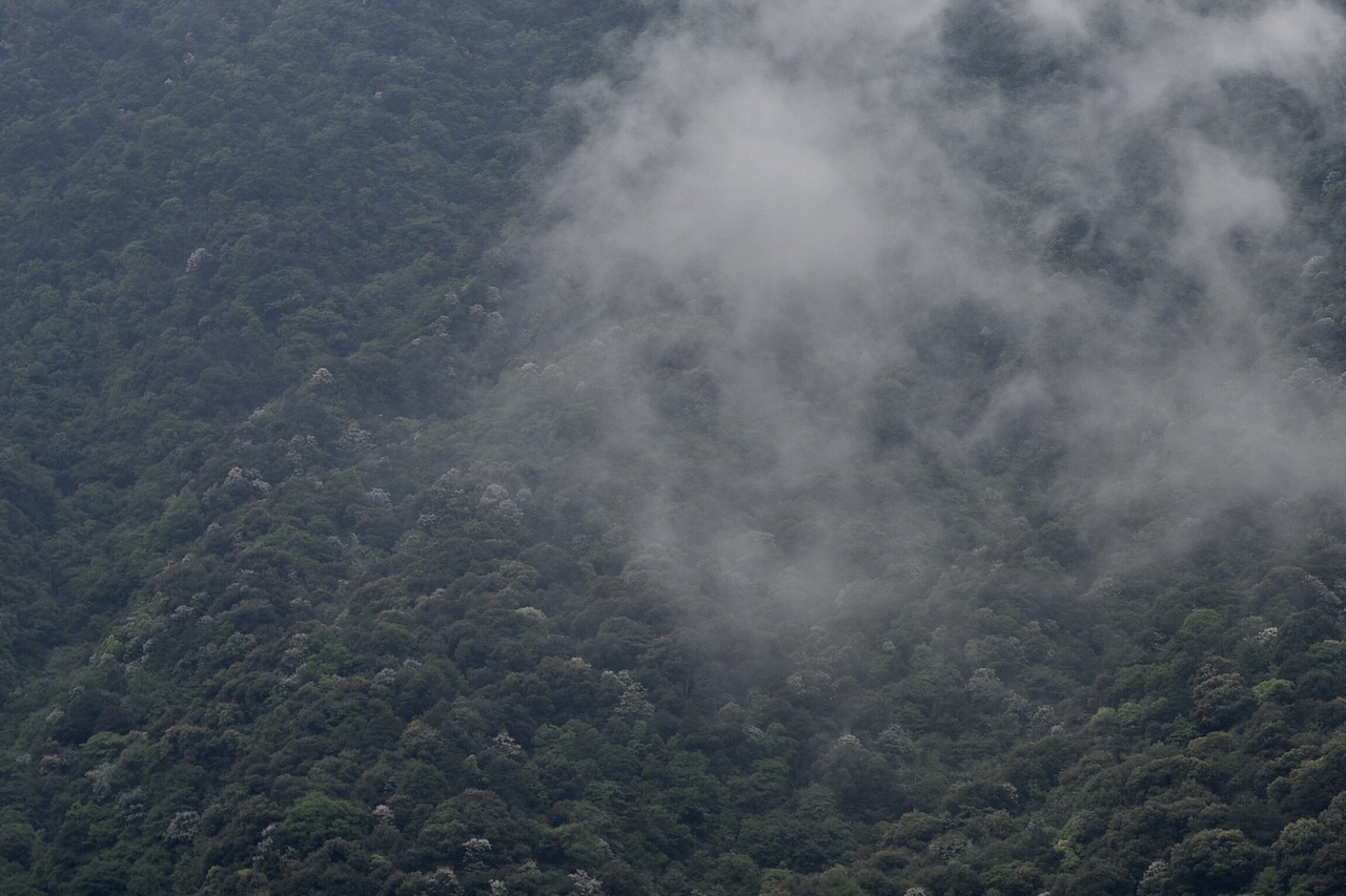 2018祁红野丛开采制作中