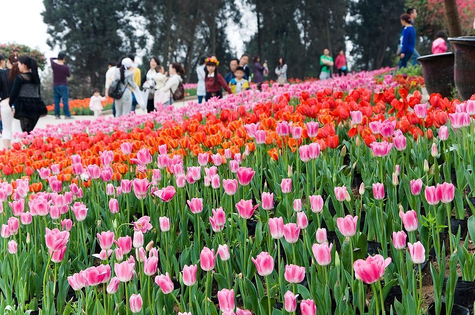 成都 花舞人间风景区（图ZMTYyMjg3NDA=） - 风光摄影 - 站酷设计师爱摄影的少年斌帅原创素材 - 站酷ZCOOL
