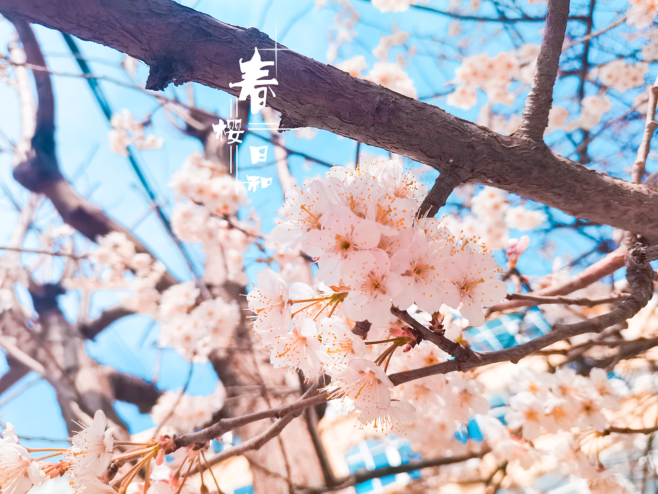 2021年的春樱