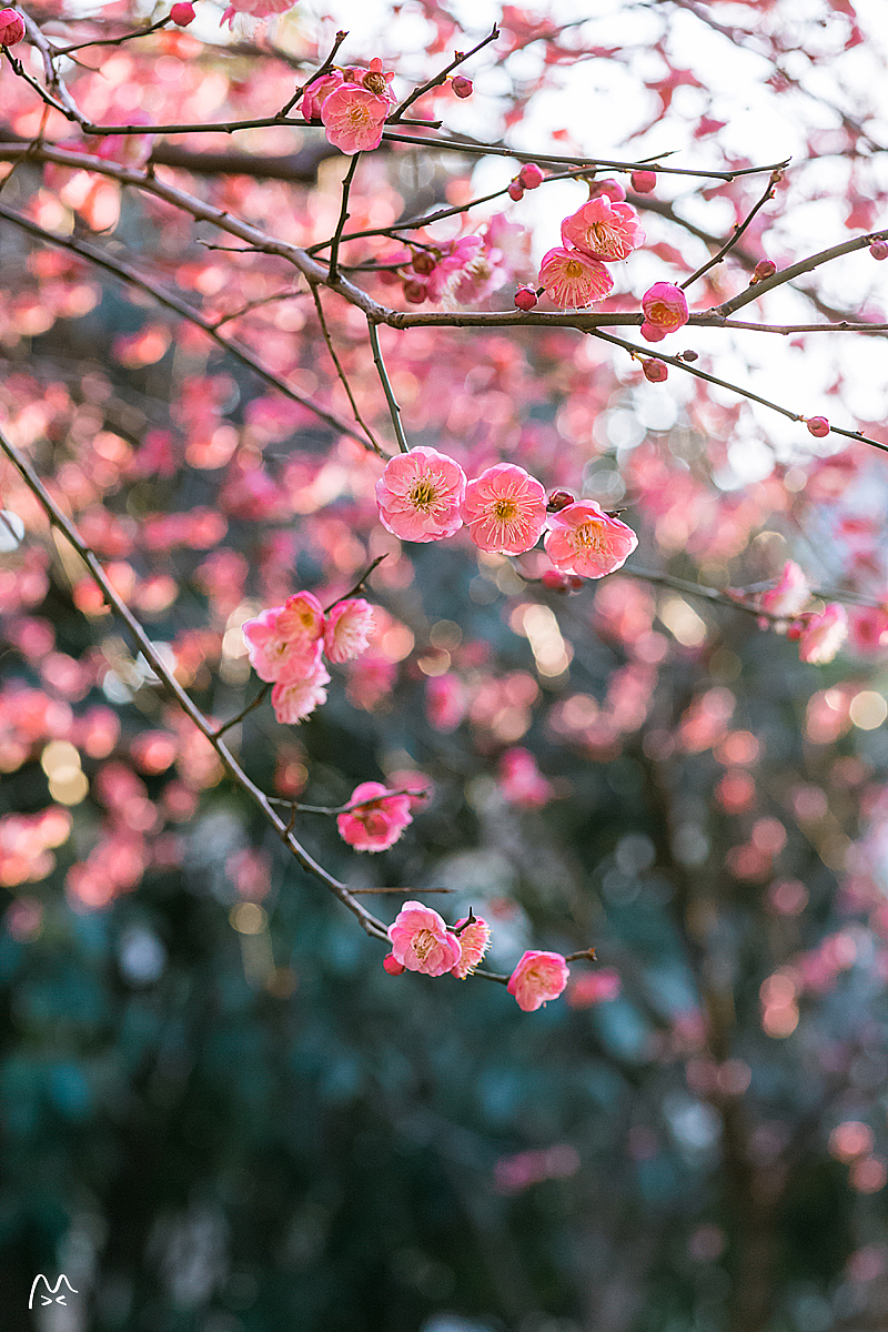 江南无所有，聊寄一枝春（图ZNzE2MDk4OTI=） - 风光摄影 - 站酷设计师喵呜不停原创素材 - 站酷ZCOOL