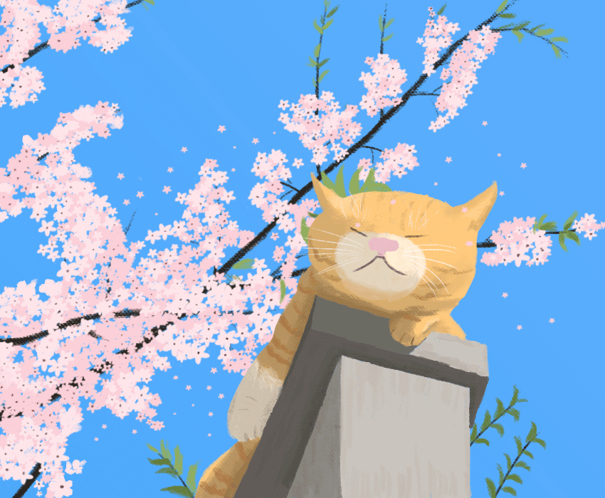 花猫