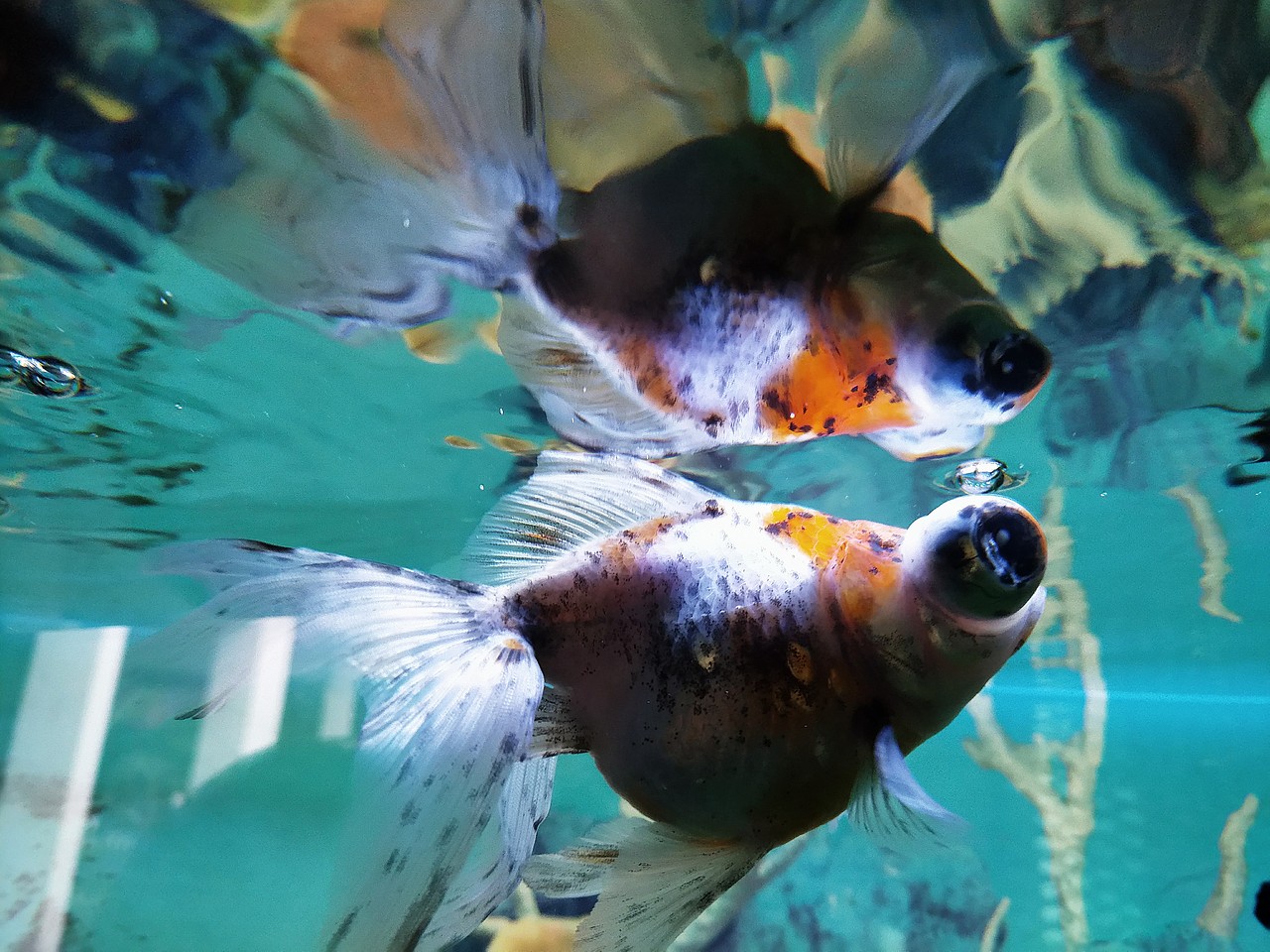鱼来鱼🐠往（图ZMTk1MDE3NDY4） - 其他摄影 - 站酷设计师刘大芮原创素材 - 站酷ZCOOL