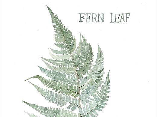 蕨類葉子（個人主頁-ZNTA0MDk2NTY=） - 藝術(shù)插畫 - 站酷設(shè)計師臟男孩原創(chuàng)素材 - 站酷ZCOOL