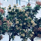 Chayaa的头像