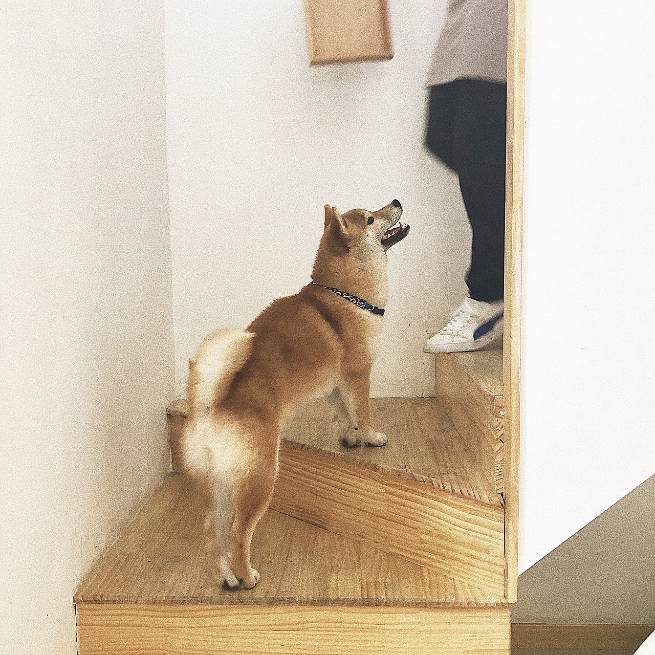 萌化夏天的废柴（图ZMTYyOTc1MzY0） - 宠物摄影 - 站酷设计师木子小Y原创素材 - 站酷ZCOOL